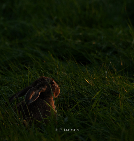 Haas kijkt zonsondergang. 