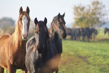 Foto Wedstrijd -Dieren