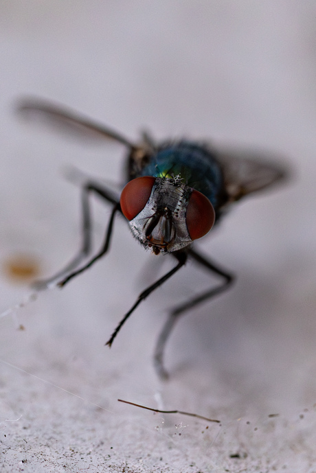  Huisvlieg in de tuin!