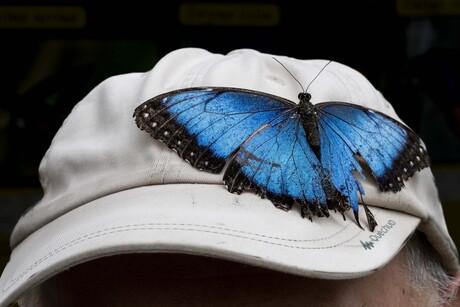 Blue Morpho