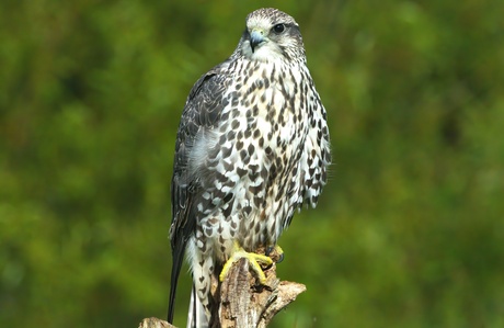 Roofvogel op de uitkijk