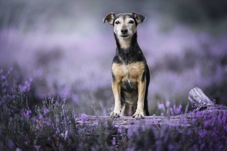 Puck in de heide