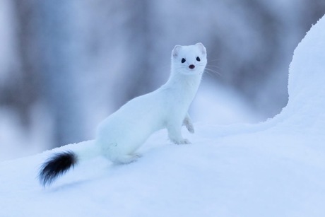 Hermelijn in winters landschap 