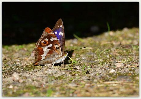 Grote weerschijnvlinder