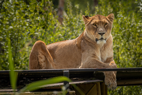 Lioness