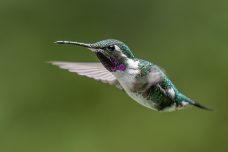 White bellied Woodstar 