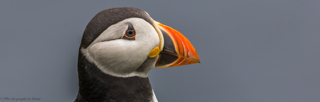 Puffins