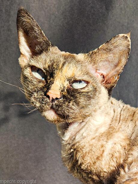 Devon rex Daisy 