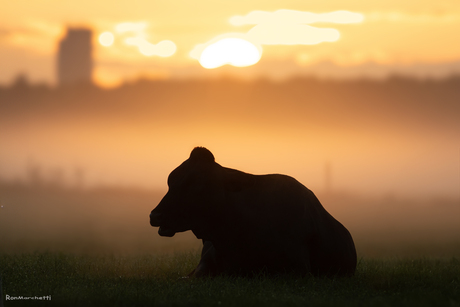 Silhouet van koe bij zonopkomst