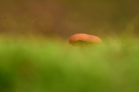 Verscholen in het mos.