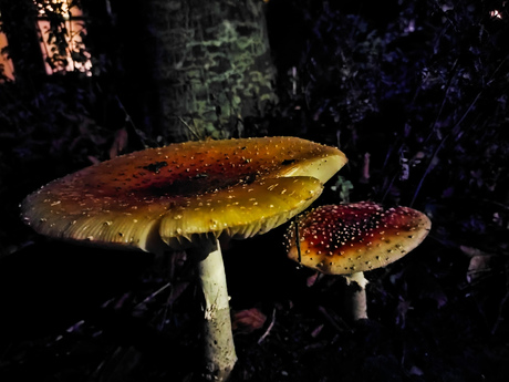 Paddestoelen by night...