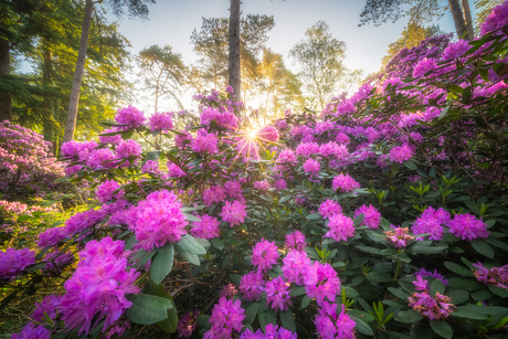 Rododendrons in bloei