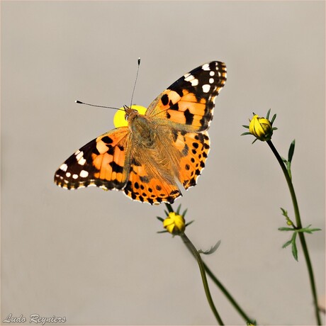 Vanessa cardui