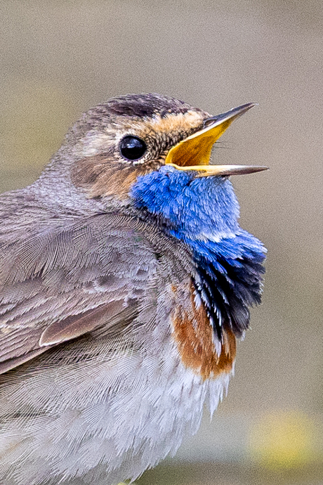 Zingende blauwborst... 