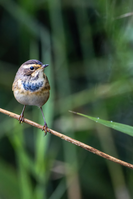 Blauwborst