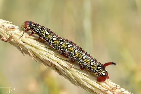 Wolfsmelkpijlstaart Rups