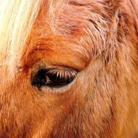 Uit het archief 2010,