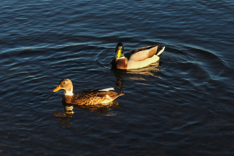 Eendjes op de Maas