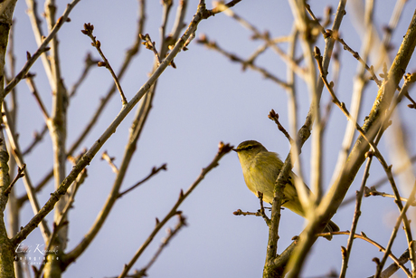 Tjiftjaf (Common Chiffchaff Phylloscopus collybita)
