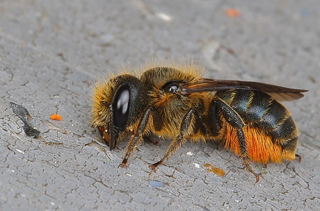 Zwartbronzen Houtmetselbij