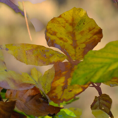 Eenvoudig herfst