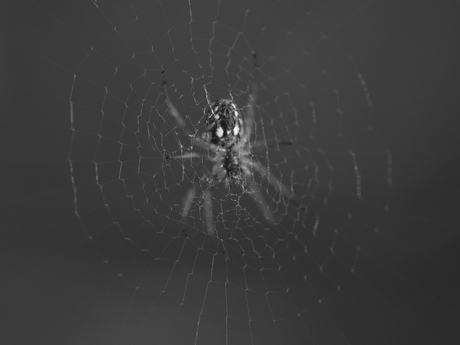Spin i n web