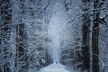 Bomenlaan met Sneeuw