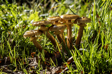 paddenstoelen