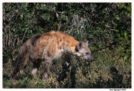 Hyena