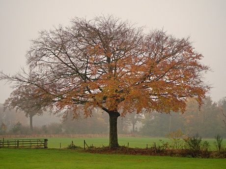 herfstboom