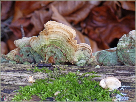 Kleurrijke zwammen …