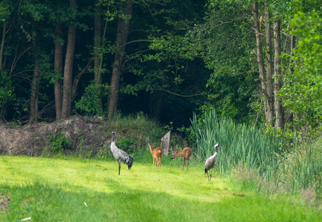 kraanvogels en reeën