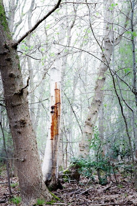 Bloody Birch