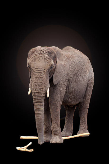 Olifant in Nederland
