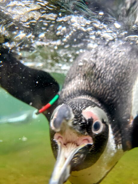 Zwemmende pinguin