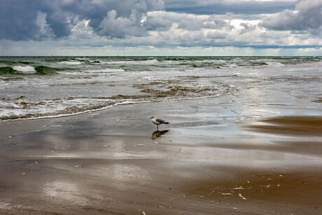 Hoofd in de wolken