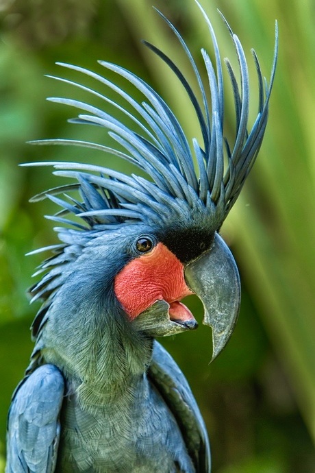 Wanneer veren spreken