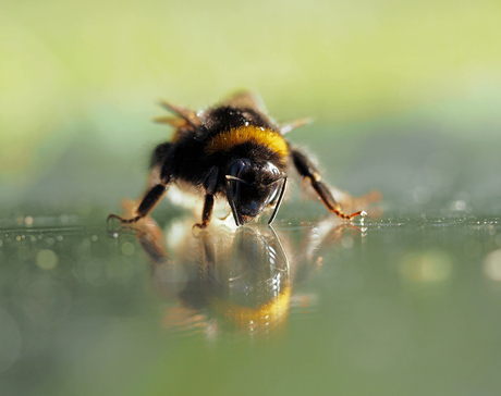 Hommel kijkt naar zich zelf 