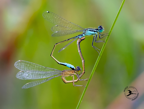 Paringswiel van lantaarntje