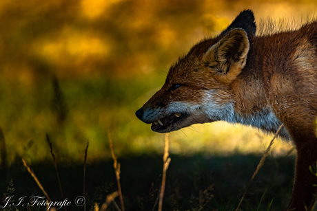 Red Fox