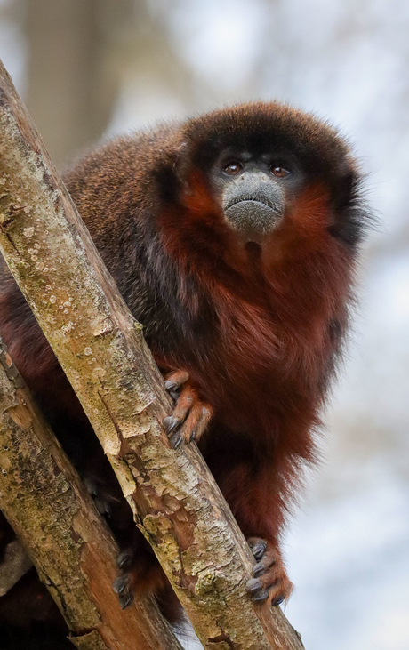 Waakzaamheid In De Boomtoppen