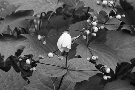 Lieflijk in het donker