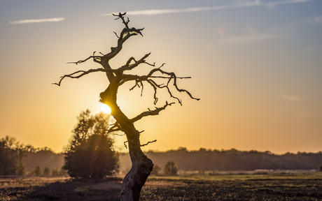 Gasterboom