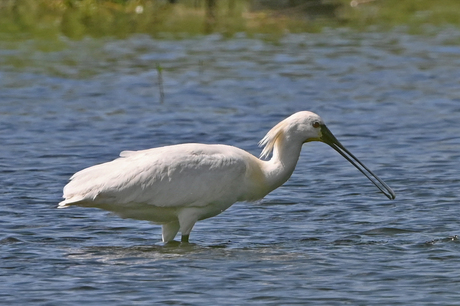 Lepelaar.