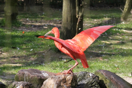 Rode ibis