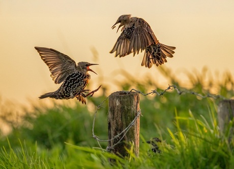 Twee Spreeuwen vechtend om meelwormen.
