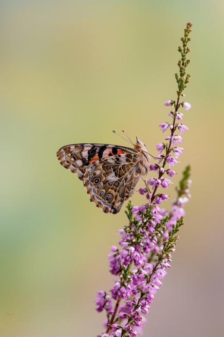 In het ochtendzonnetje