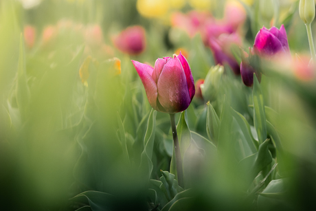 Prachtige tulpen in volle bloei