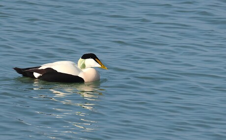 Eider