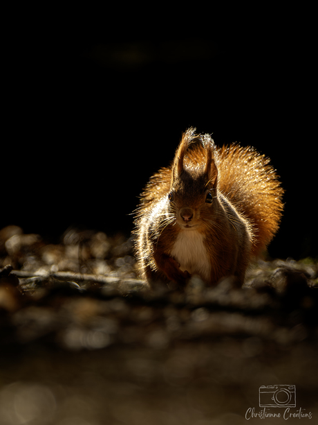 Zonnestraal op vier pootjes